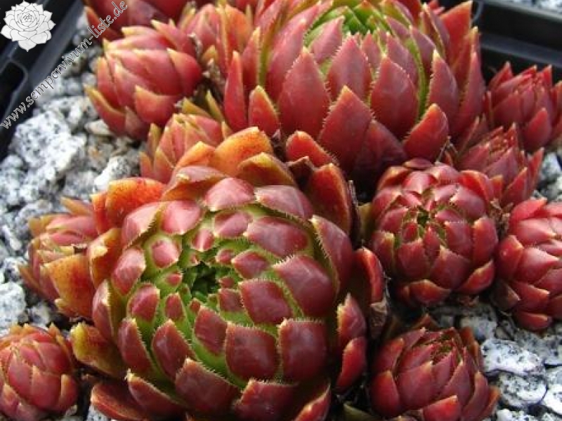 globiferum ssp. hirtum from Štiavnické b. Hodruša-Hámre Typ B