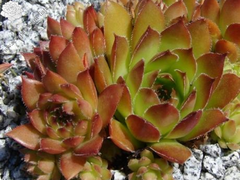 glabrifolium aff. from Macka (Typ PH1298)