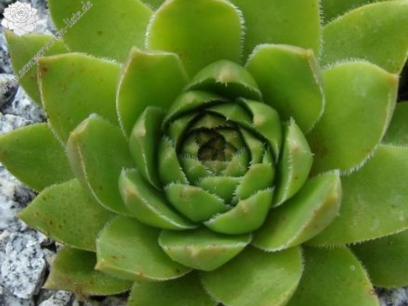 feigeanum from Rize (PH1318)