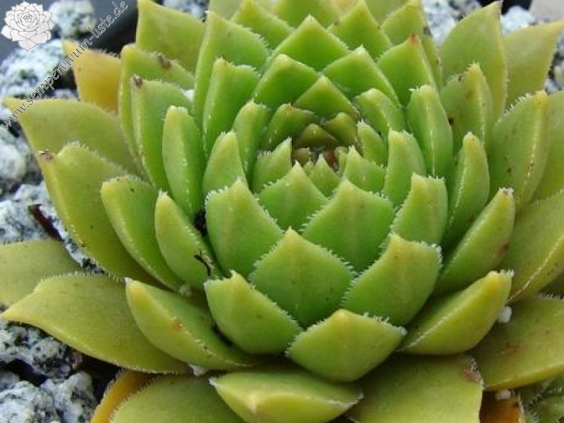 feigeanum from Rize (PH1318)