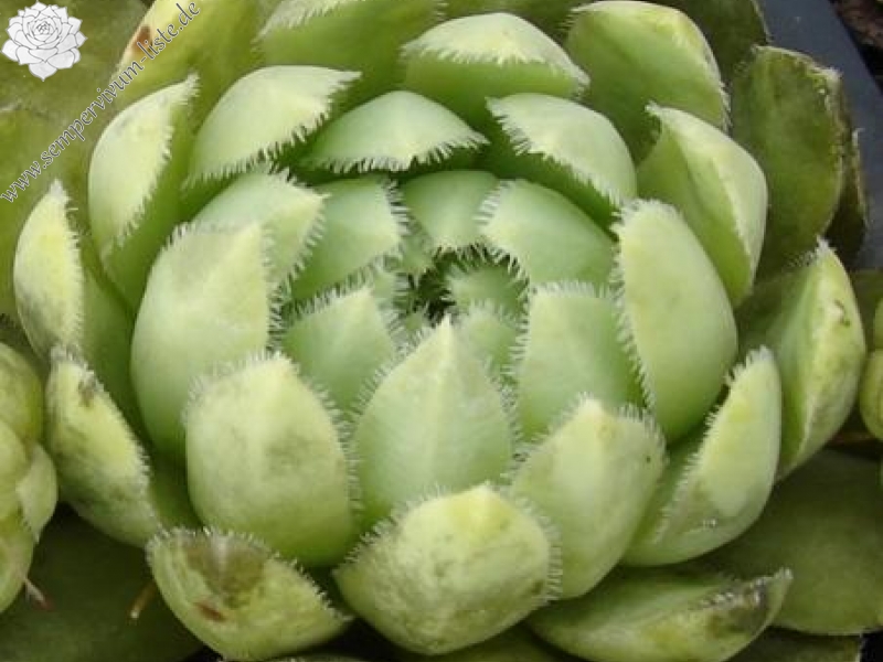 globiferum ssp. lagarinianum from Santuario Madonna della Corona