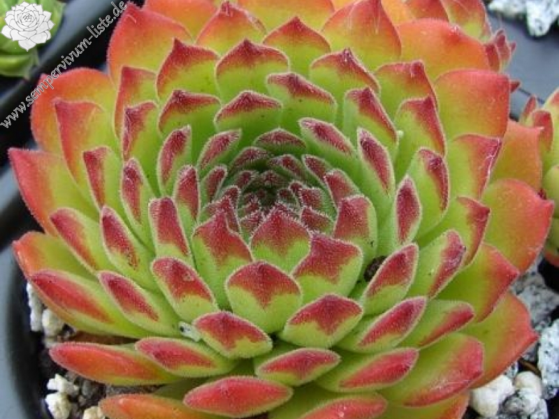 christii from Domodossola