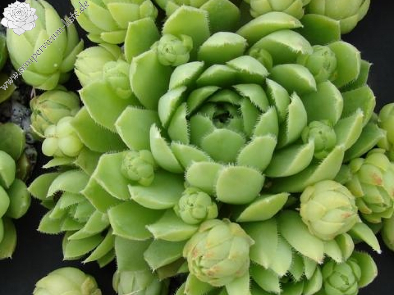 globiferum ssp. lagarinianum from Spiazzi