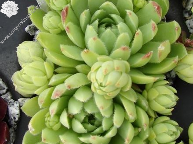 globiferum ssp. lagarinianum from Spiazzi