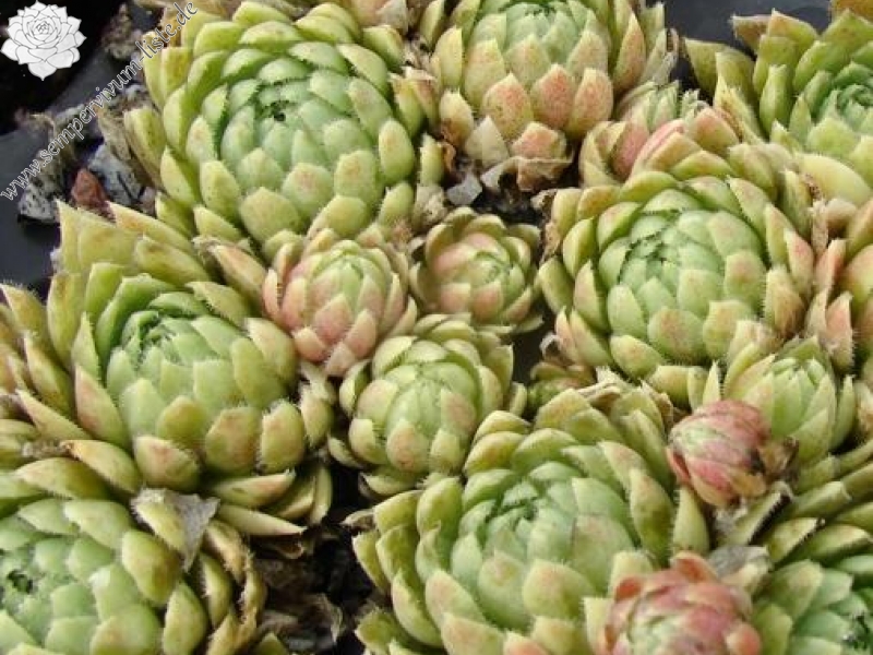 globiferum ssp. lagarinianum from Spiazzi