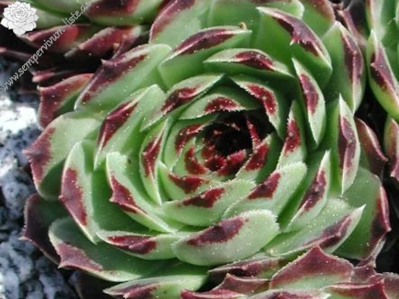 calcareum from Route d'Annot