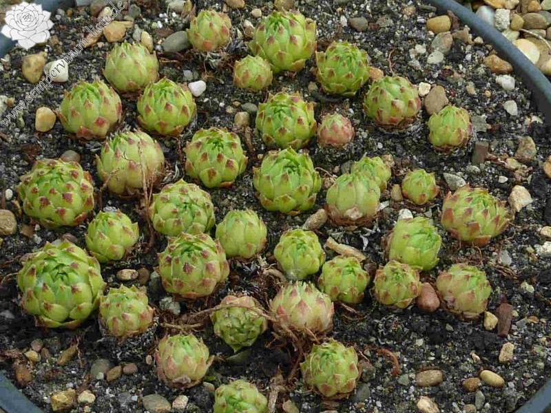 cantabricum ssp. urbionense from Picos de Urbión