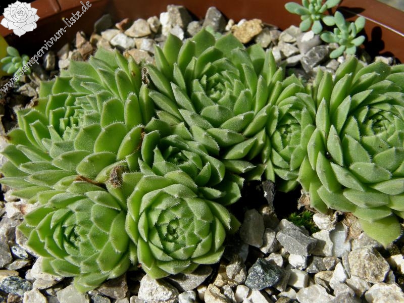cantabricum ssp. cantabricum from Picos de Europa
