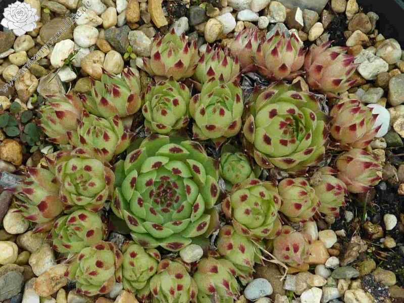 calcareum from Pilon du Fayet