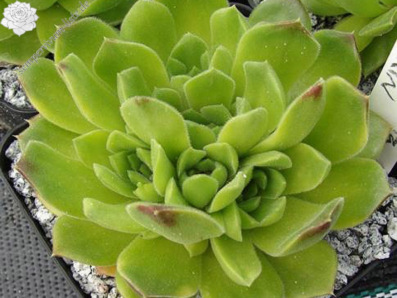 heuffelii from Pirin