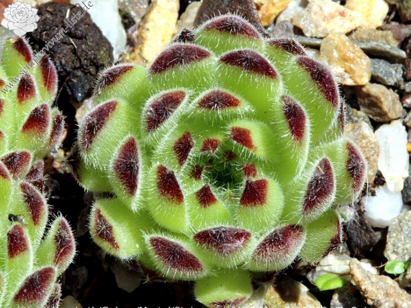 pittonii from Kraubath