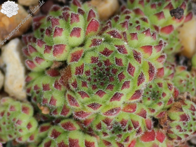 pittonii from Augraben