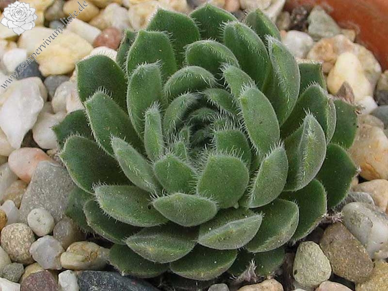 praegeri from Rilagebirge