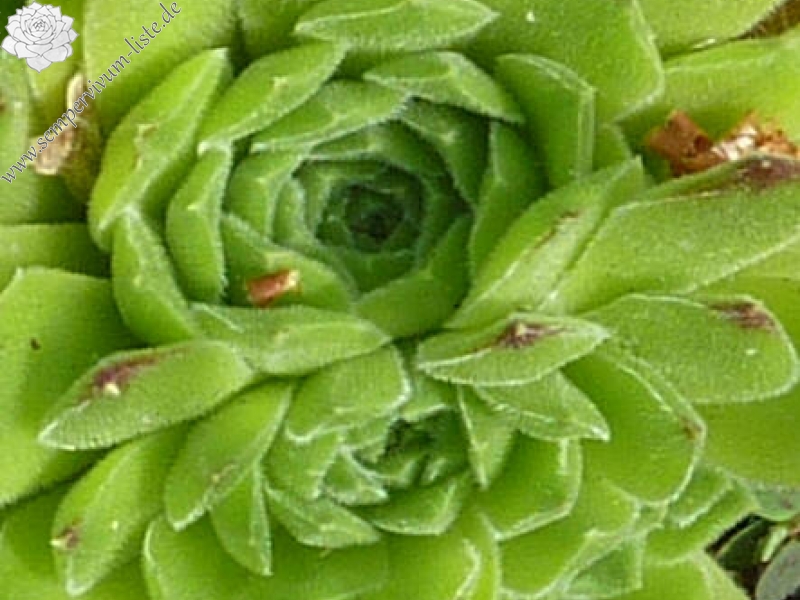 heuffelii from Prevalski Cukar