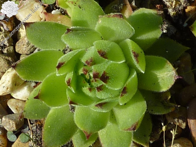 cantabricum from Peña Prieta
