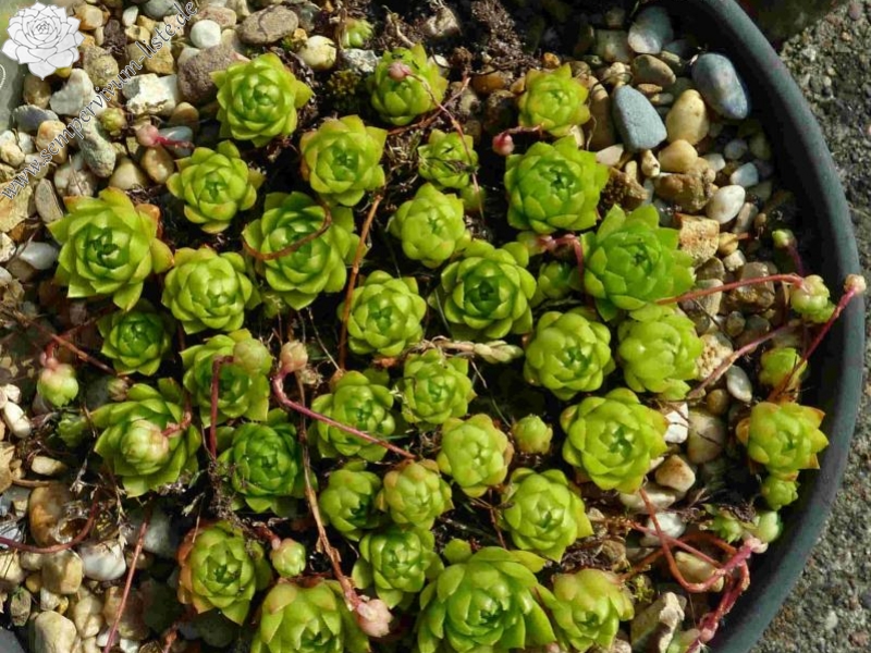 caucasicum from Pseashkho Pass