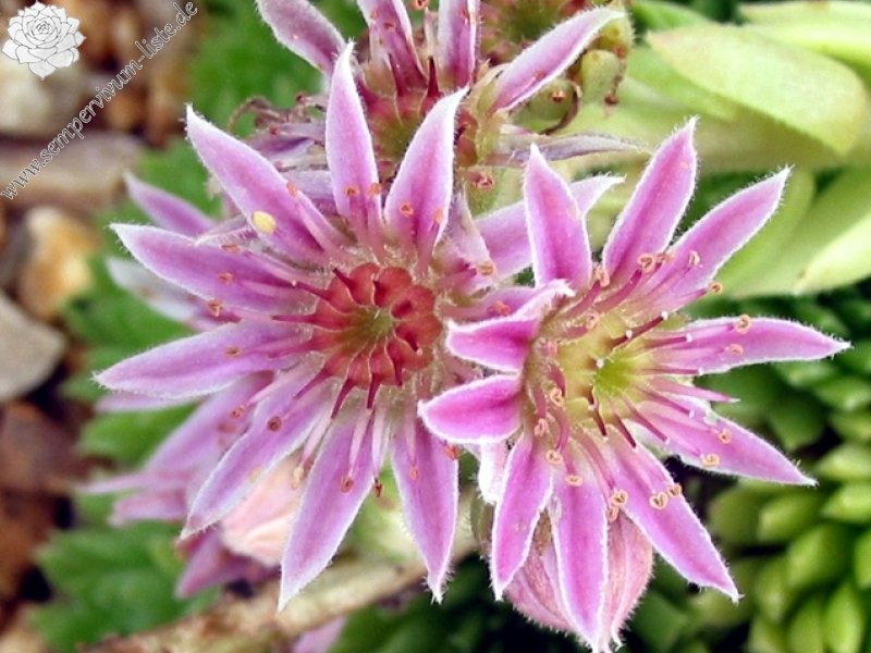 pumilum from Adyl Su