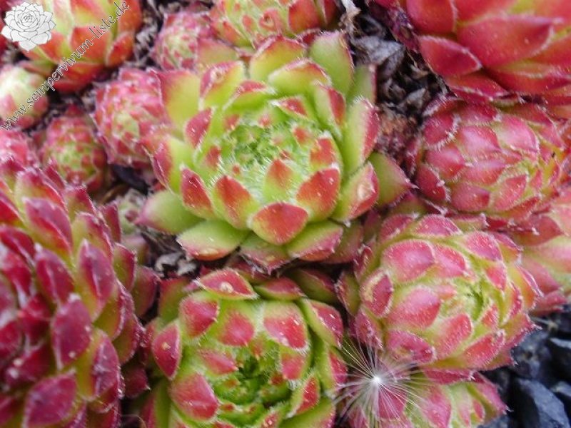 pumilum x S. ingwersenii