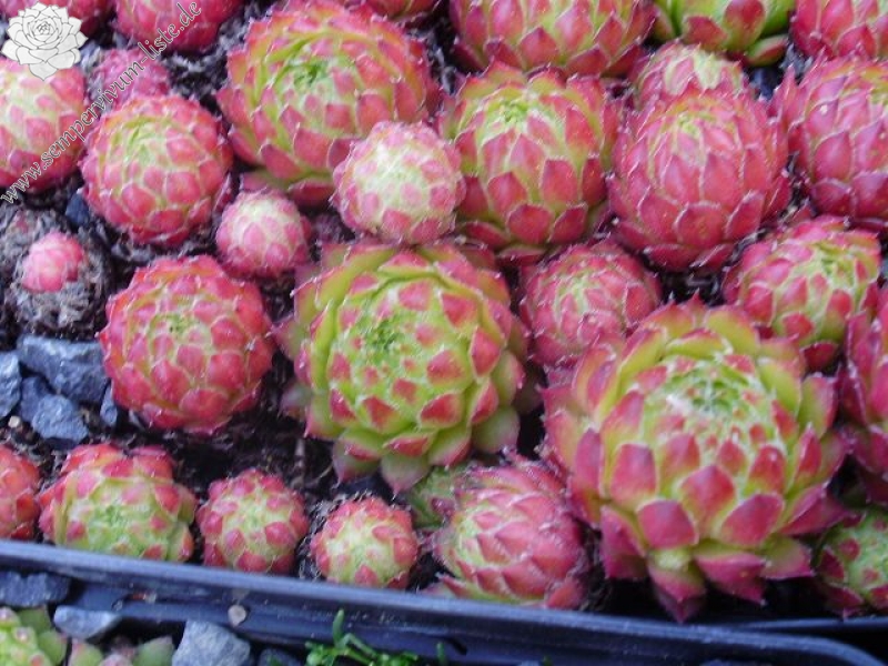 pumilum x S. ingwersenii