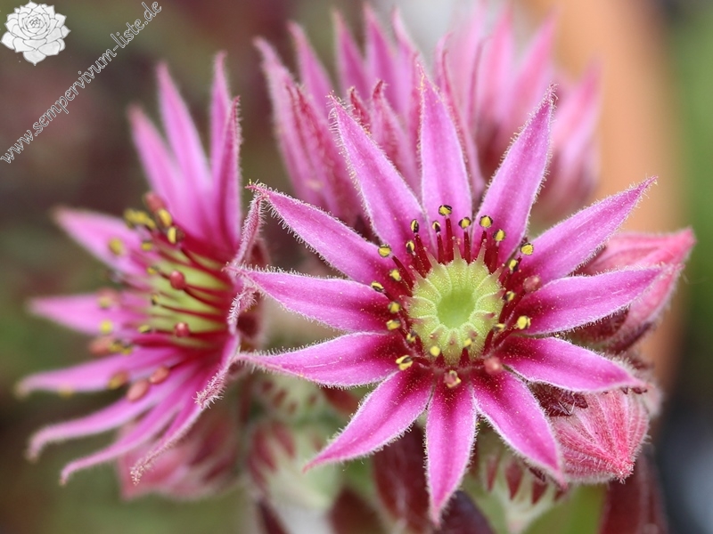 pumilum x S. ingwersenii