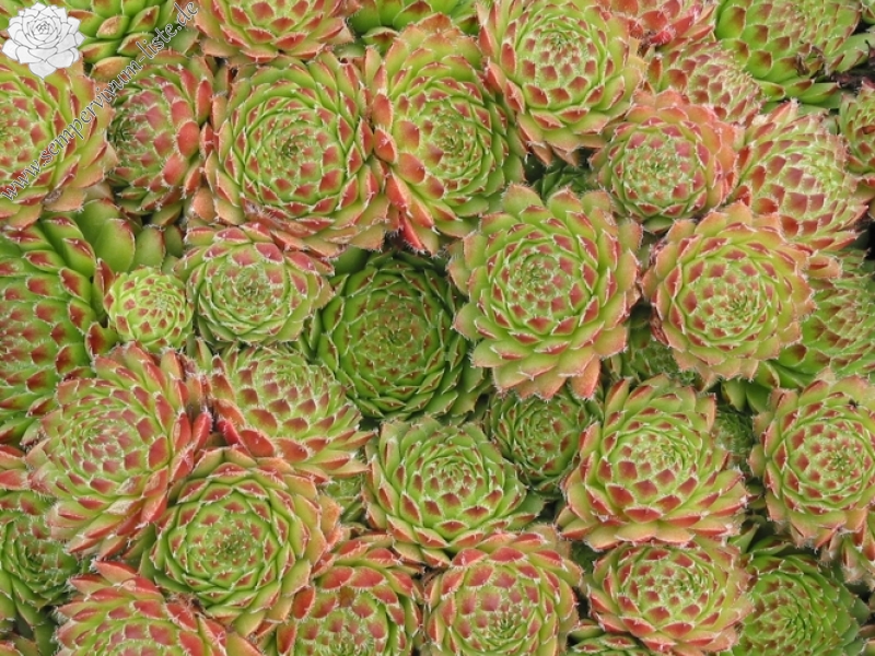 pumilum x S. ingwersenii