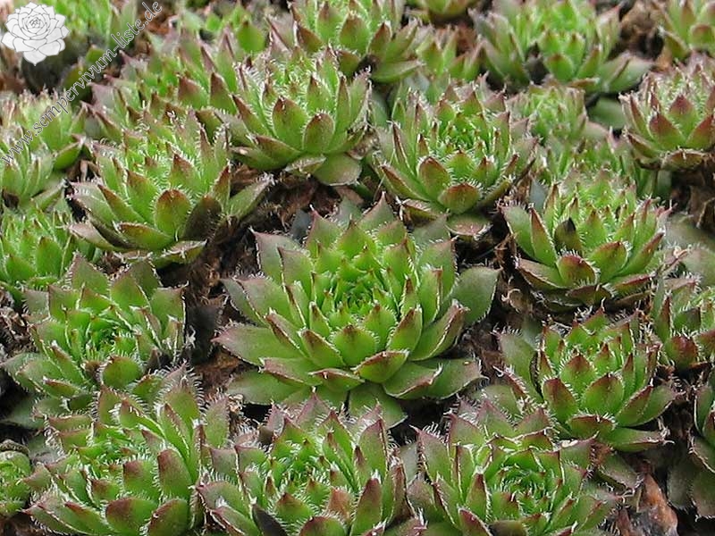 pumilum x S. ingwersenii