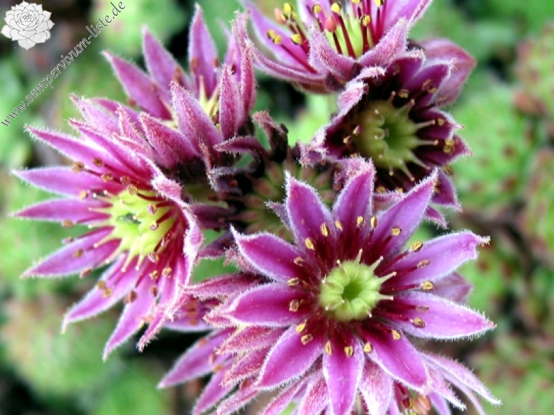 pumilum x S. ingwersenii