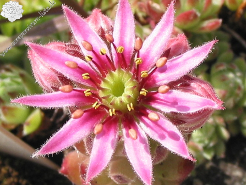 pumilum x S. ingwersenii