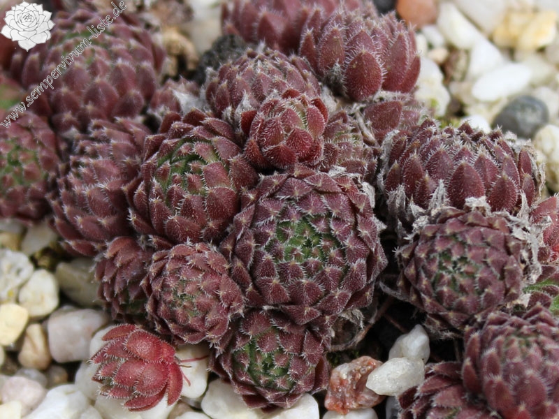 pumilum from Tahir Pass