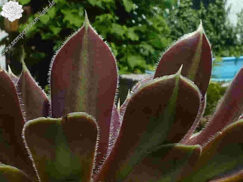 Kometenschweif / Jovi