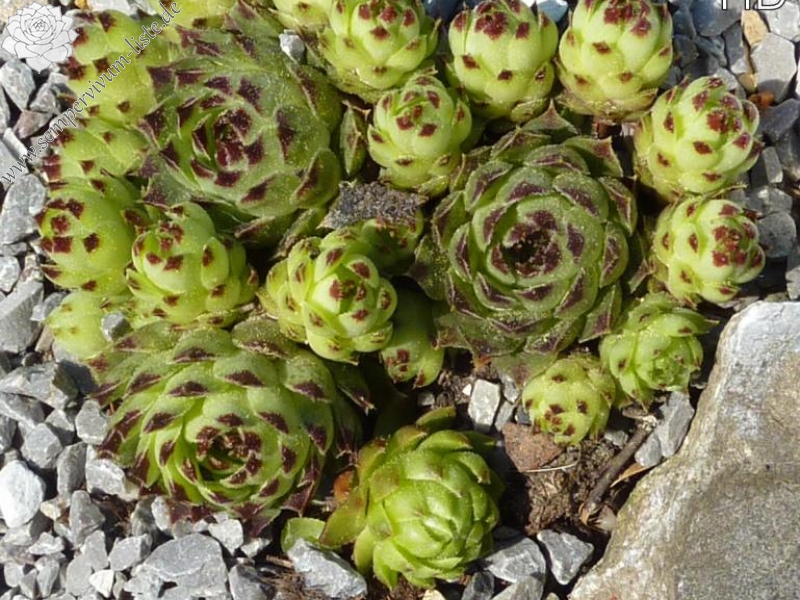 calcareum from Queyras