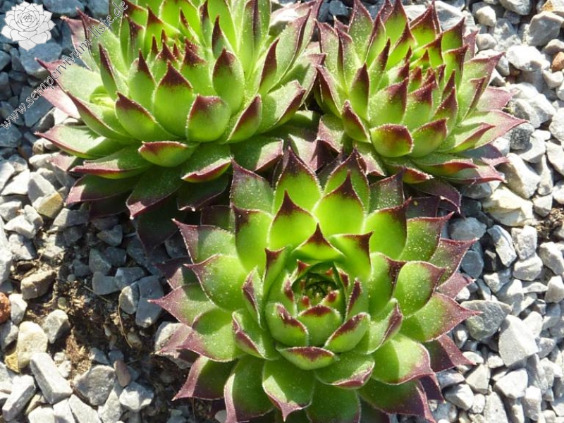 calcareum from Queyras