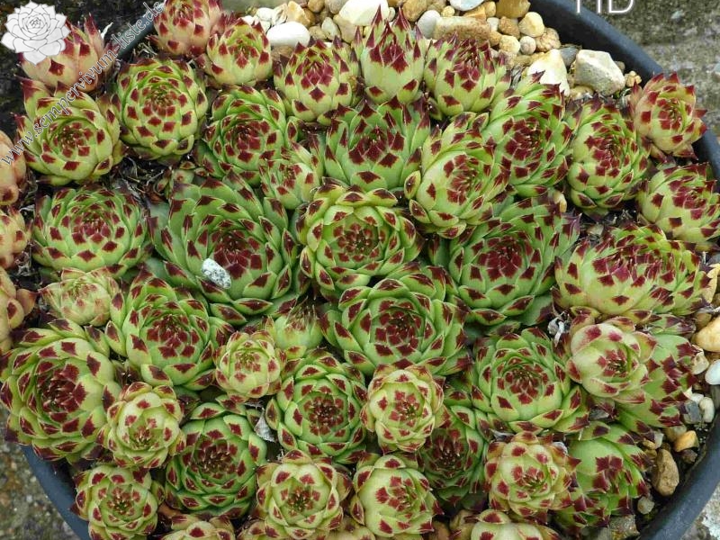 calcareum from Rabon