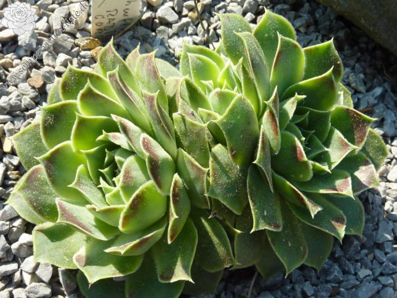 heuffelii from Radika Gorge