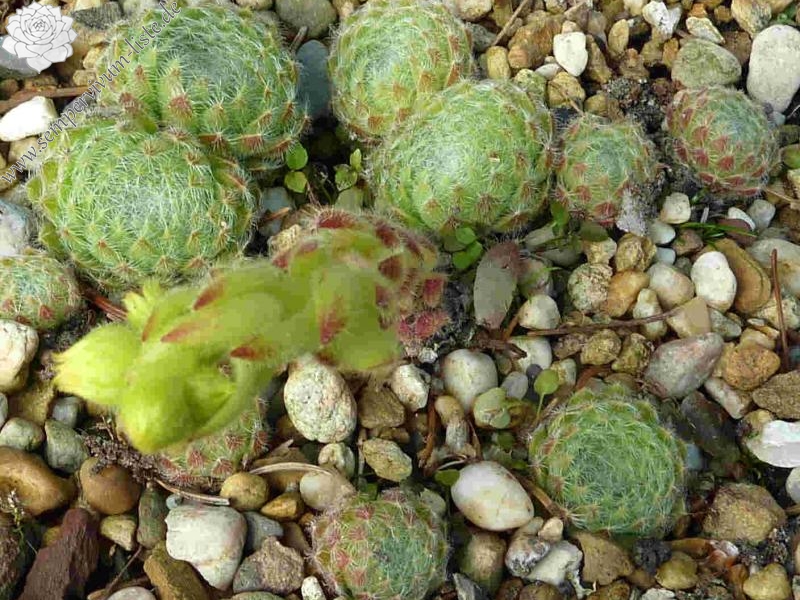 ciliosum from Rila Village