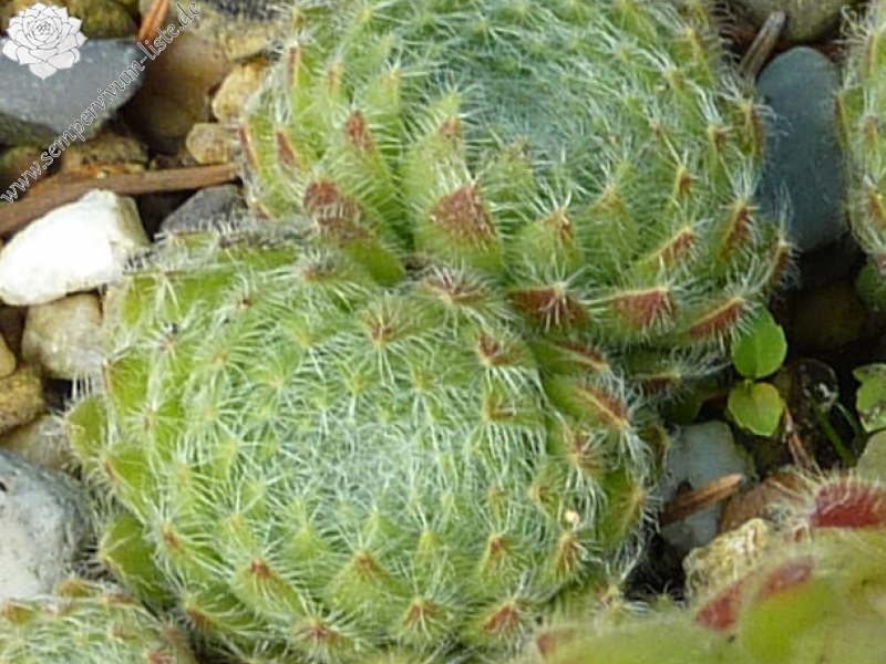 ciliosum from Rila Village