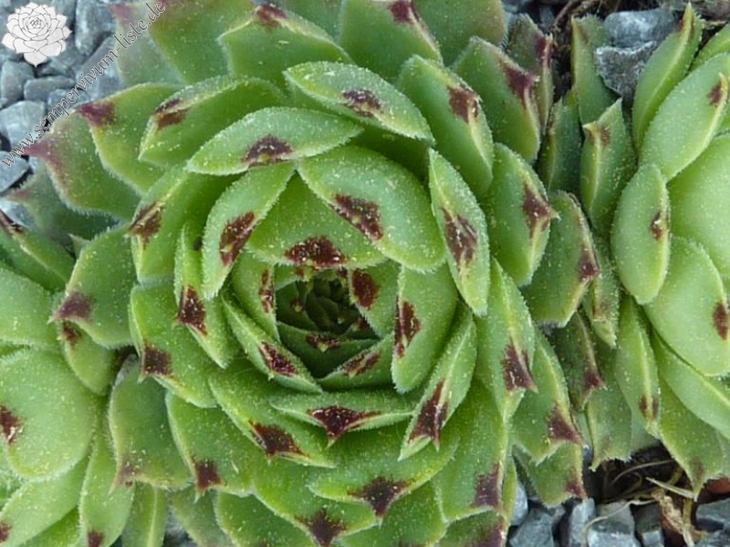 calcareum from Route d'Annot