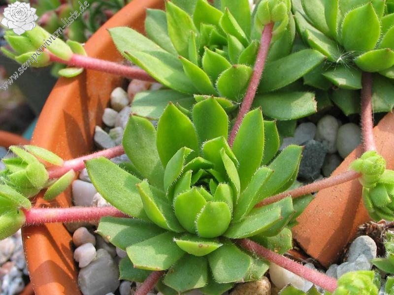 rupicolum from Ciampac