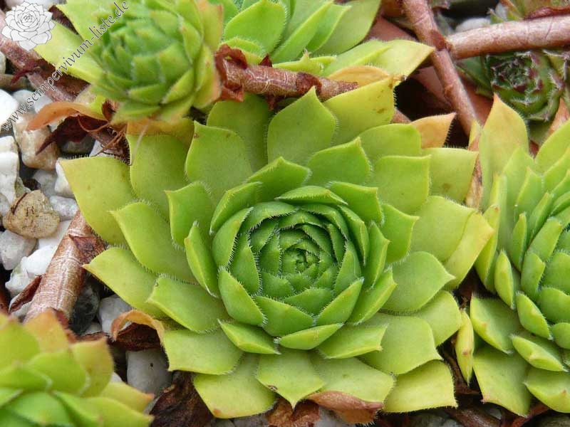 rupicolum from Ciampac