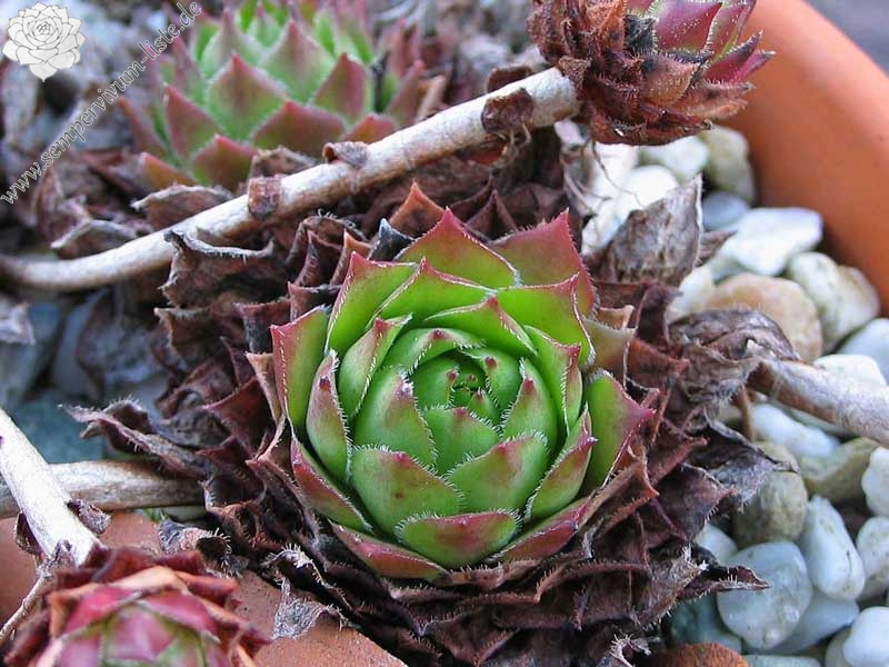 rupicolum from Ciampac