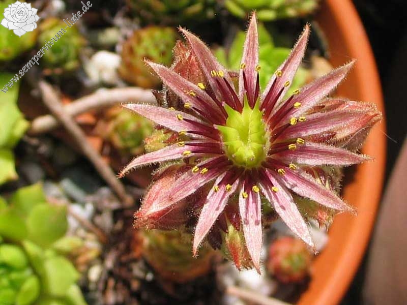 rupicolum from Ciampac