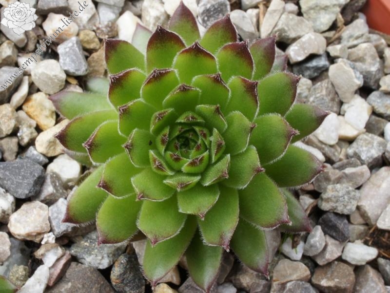 rupicolum from Padon