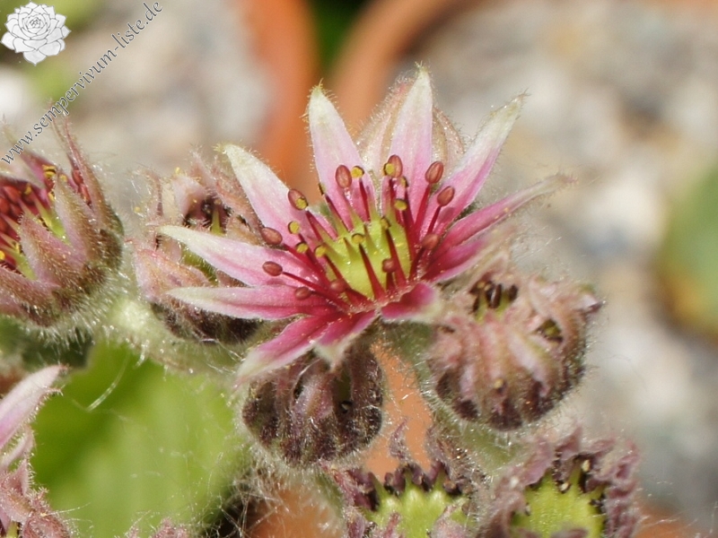 rupicolum from Padon