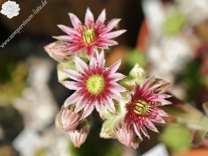 rupicolum from Padon