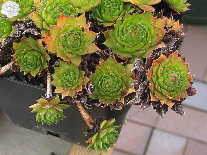 rupicolum from Stelvio