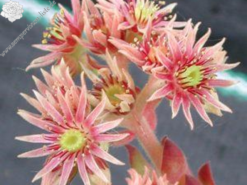 rupicolum from Stelvio