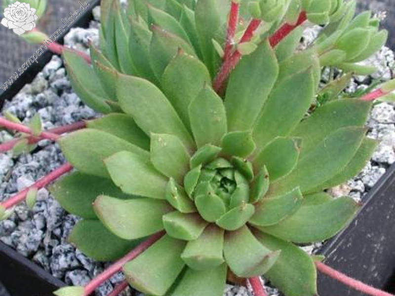 rupicolum from Stilfser Joch (Trafoi)