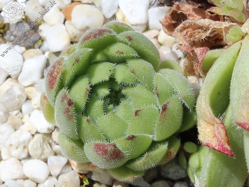 ruthenicum from Dolni Pasarel