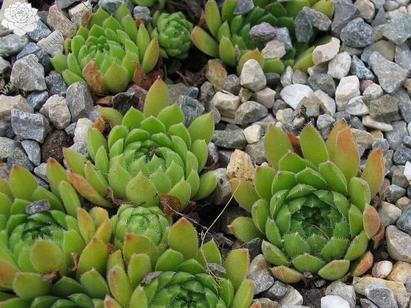 ruthenicum from Dolni Pasarel