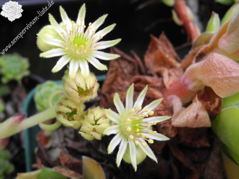 ruthenicum from Dolni Pasarel